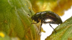 Glattkäfer (Olibrus millefolii)_3.jpg